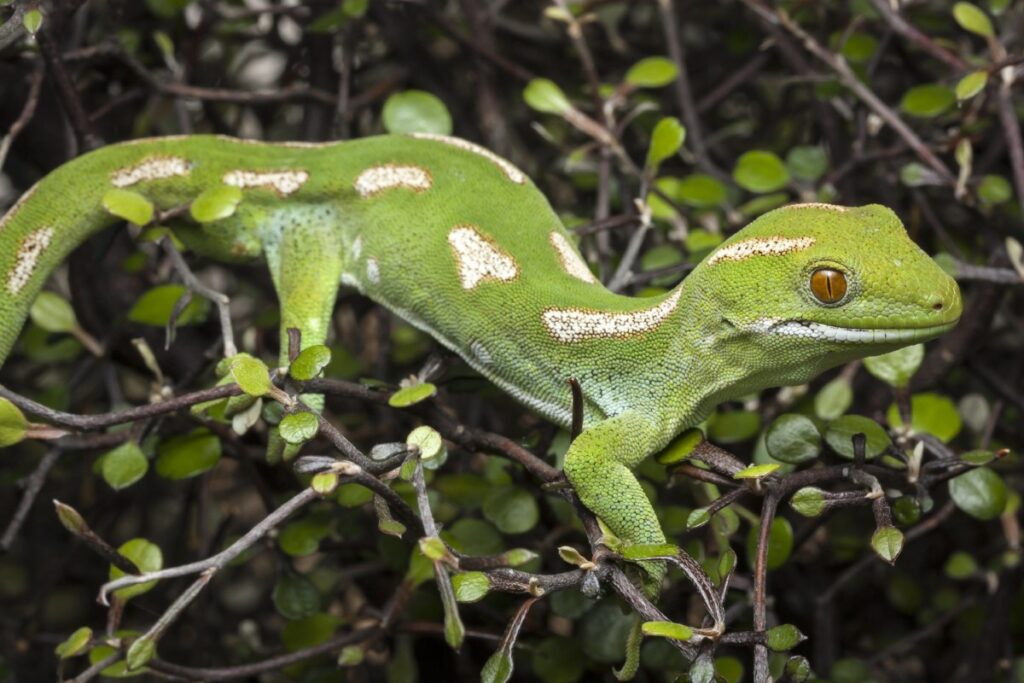 Northland Green Gecko - Credit Dylan van Winkel