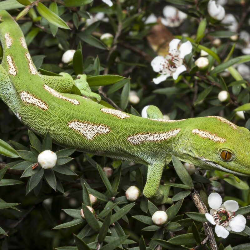 Northland Green Gecko - Credit Dylan van Winkel