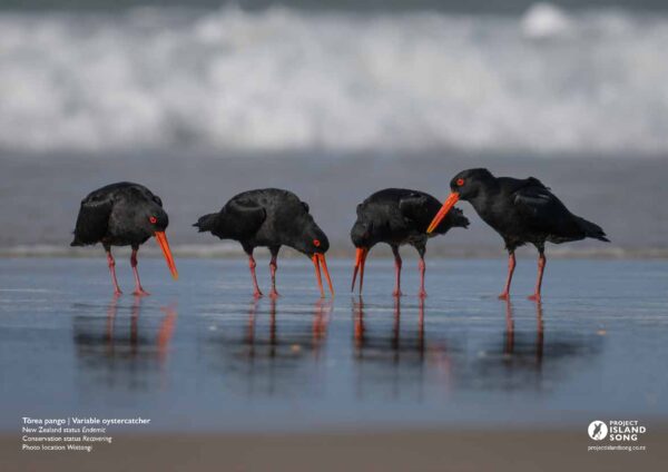 Birds of the Bay of Islands Calendar 2026 - Image 6