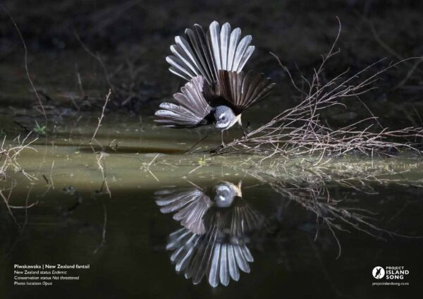 Birds of the Bay of Islands Calendar 2026 - Image 2