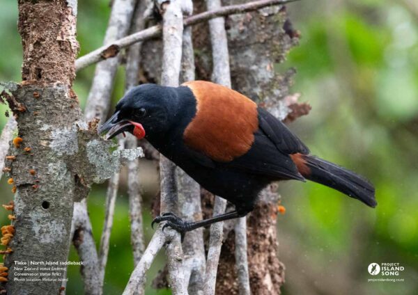 Birds of the Bay of Islands Calendar 2026 - Image 3
