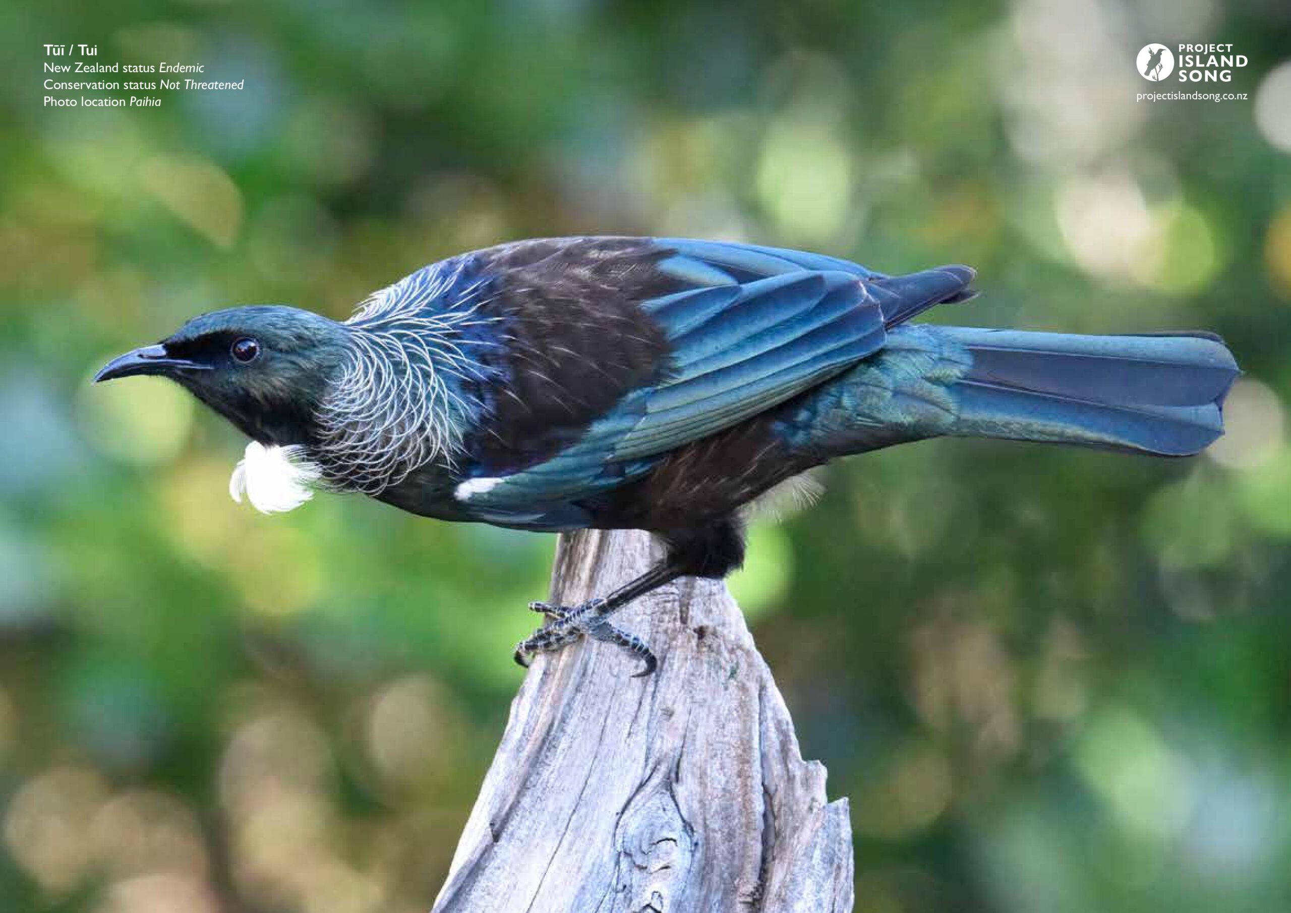 Birds of the Bay of Islands Calendar 2027 - Image 5