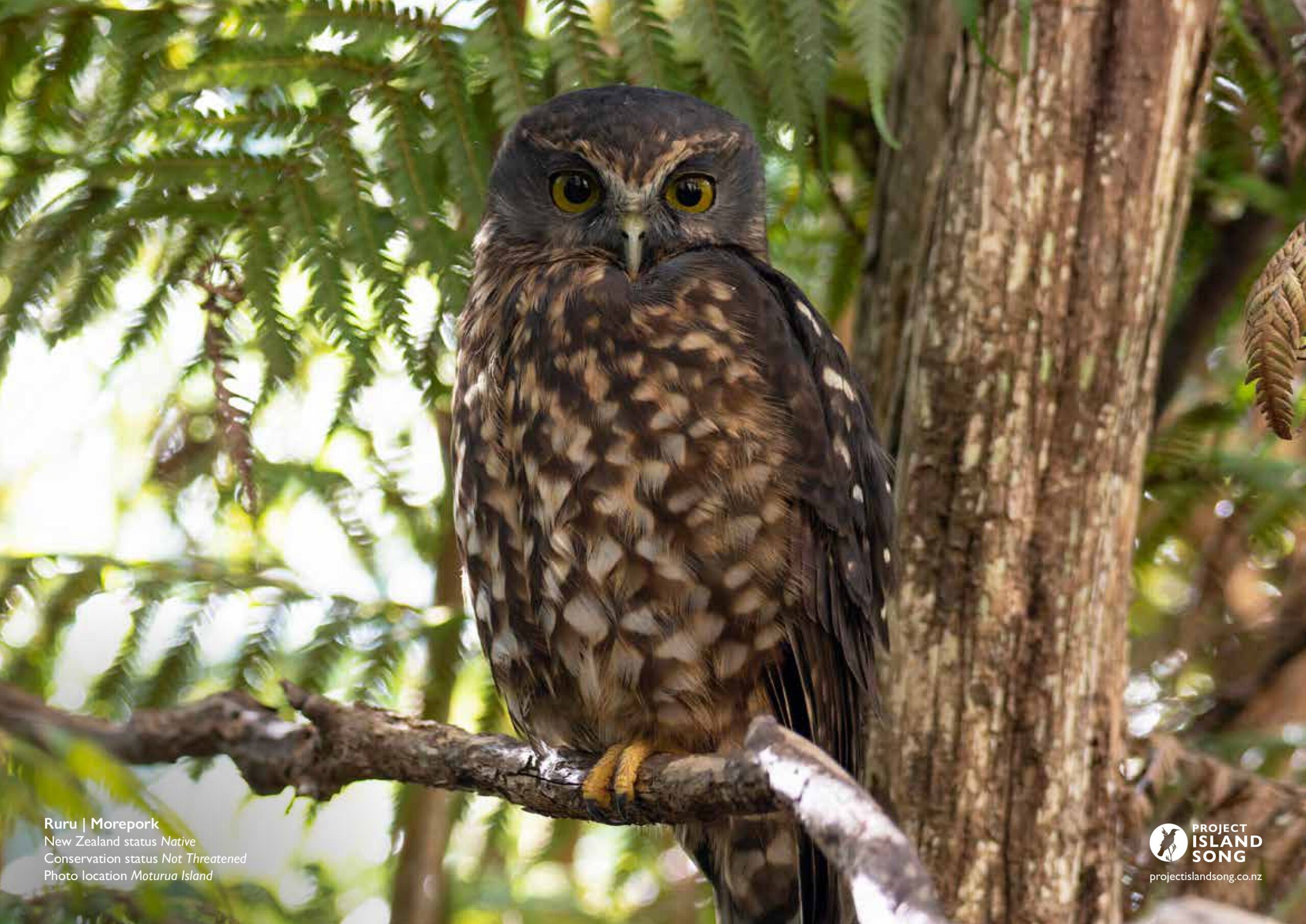 Birds of the Bay of Islands Calendar 2027 - Image 2