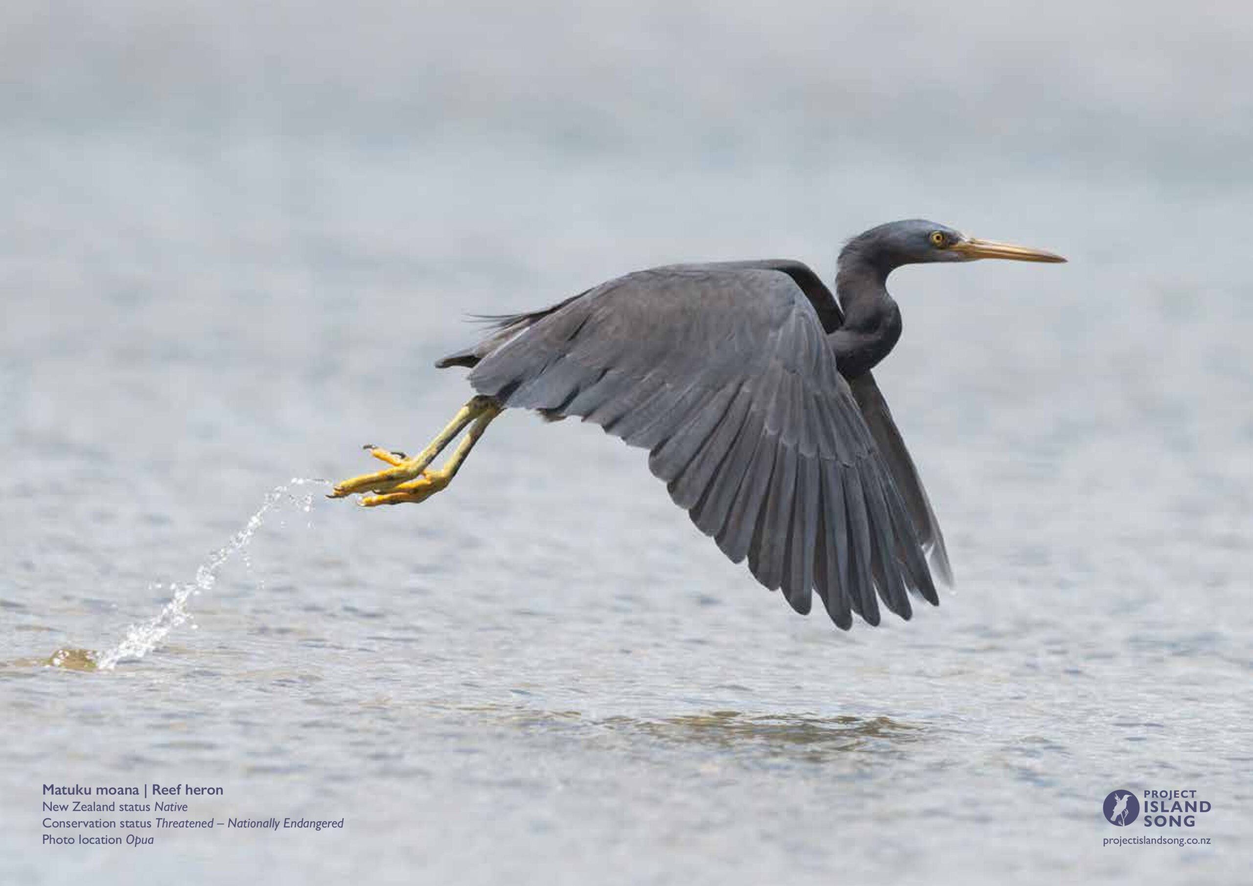 Birds of the Bay of Islands Calendar 2027 - Image 3