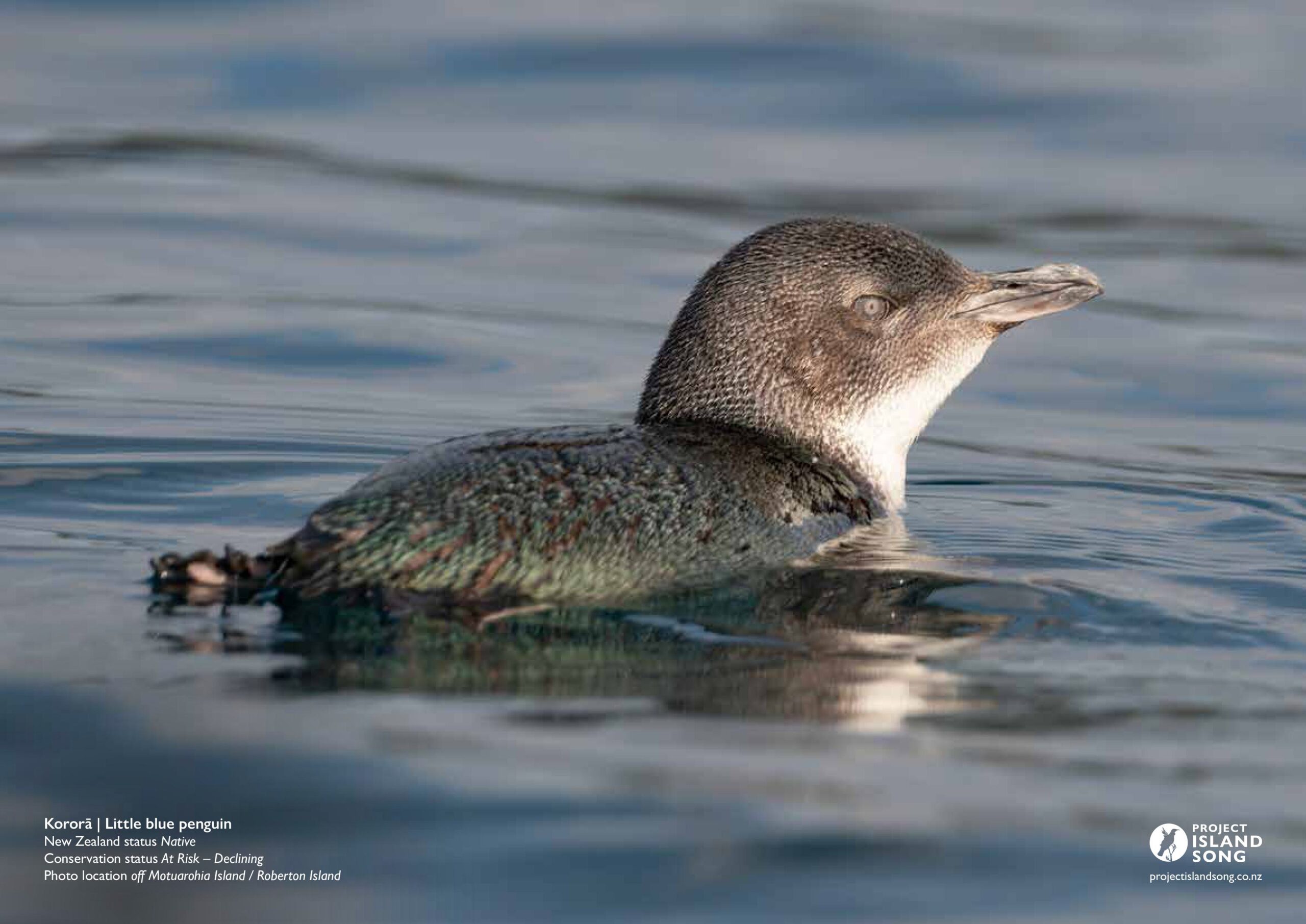 Birds of the Bay of Islands Calendar 2027 - Image 4