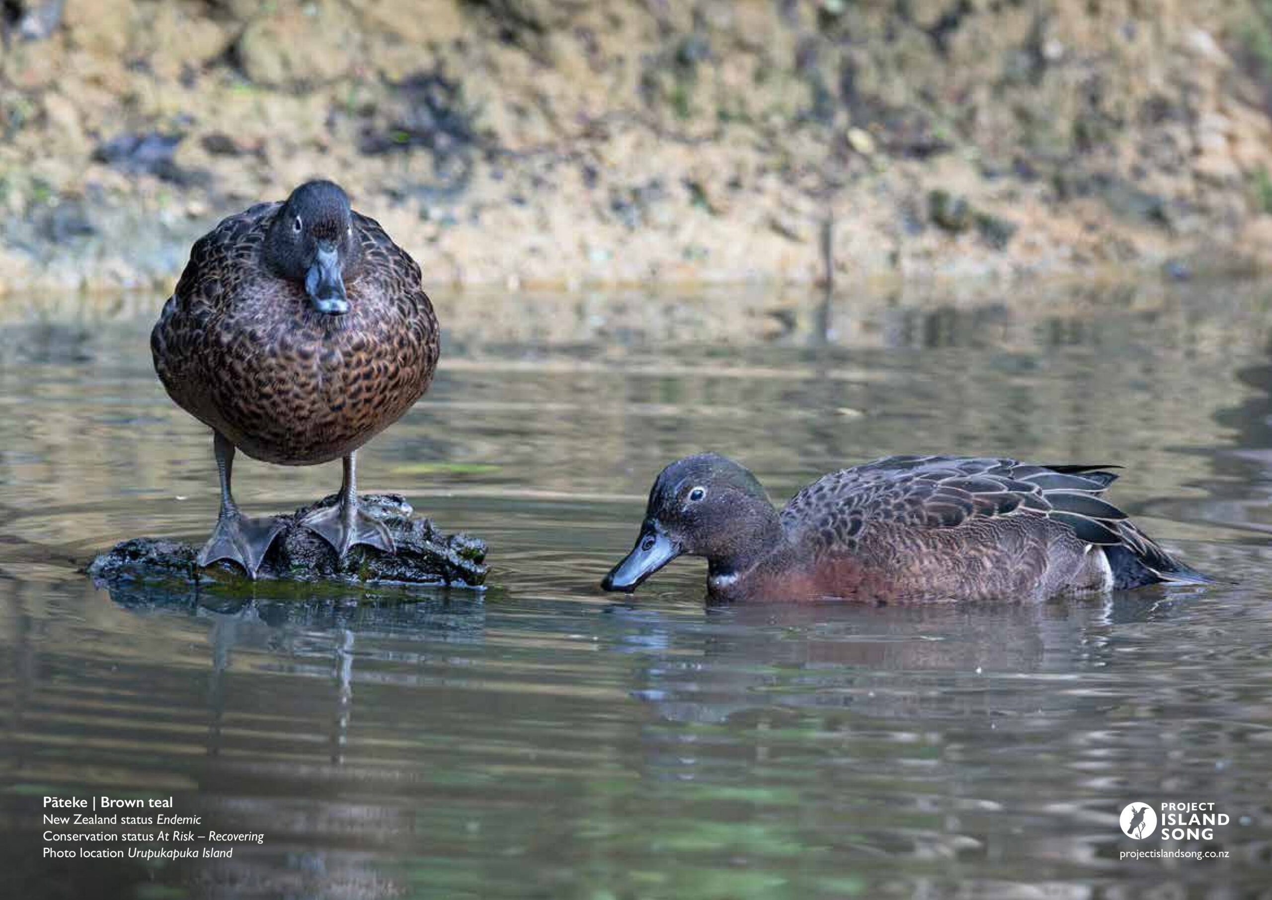 Birds of the Bay of Islands Calendar 2027 - Image 7