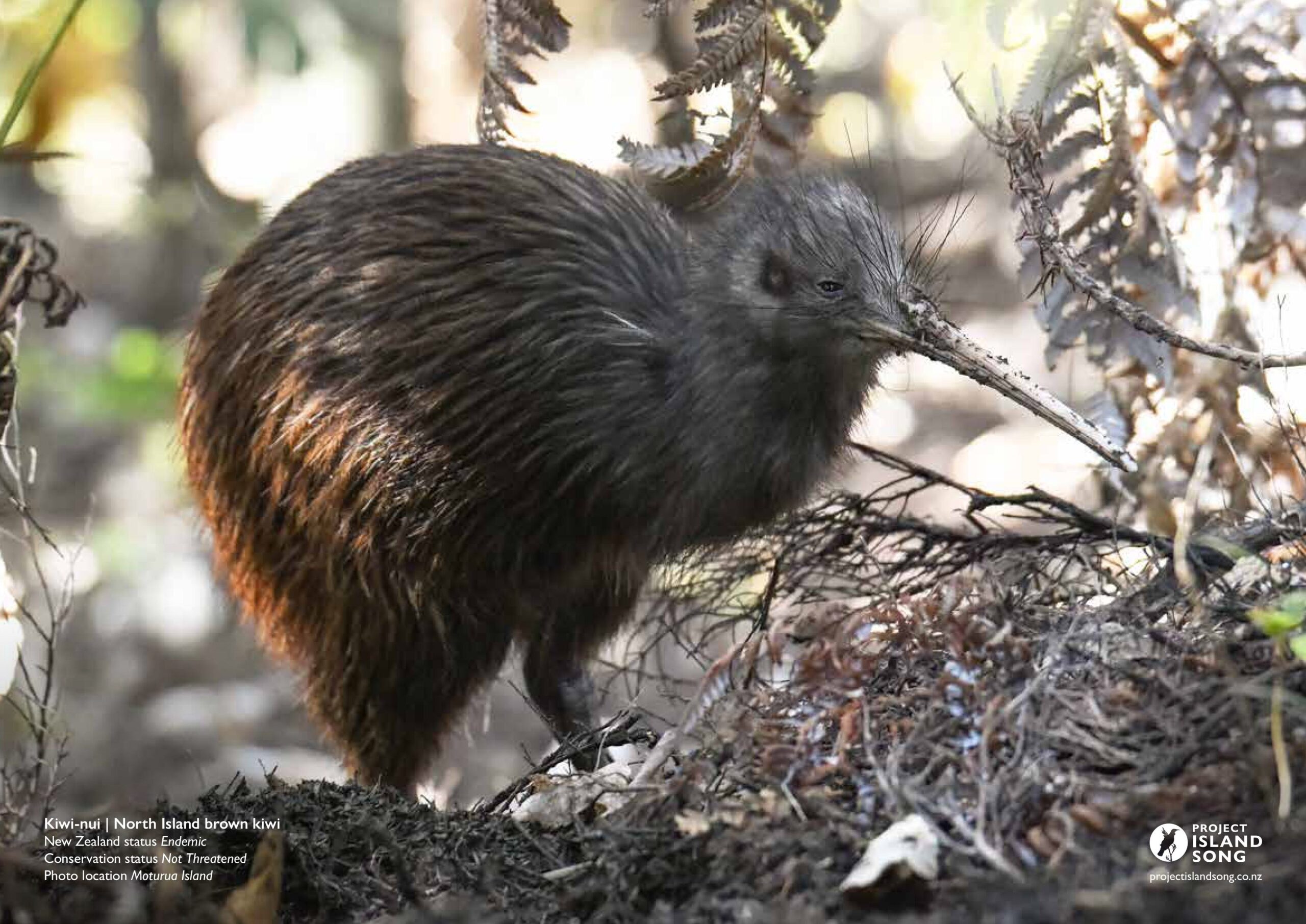 Birds of the Bay of Islands Calendar 2027 - Image 6